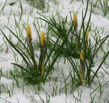 Steve's picture of a crocus in snow
