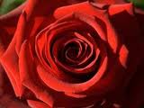 a Valentine rose